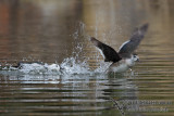 Cotton Pygmy-goose 5686.jpg