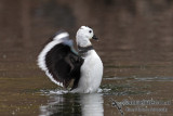 Cotton Pygmy-goose 5798.jpg