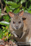 Red-necked Pademelon 7911.jpg