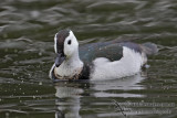 Cotton Pygmy-goose 5874.jpg