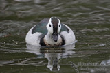 Cotton Pygmy-goose 5876.jpg