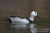 Cotton Pygmy-goose 6106.jpg