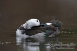 Cotton Pygmy-goose 6128.jpg