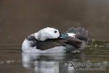 Cotton Pygmy-goose 6129.jpg