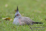 Crested Pigeon 6320.jpg