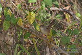 Tawny Grassbird 4303.jpg