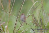 Tawny Grassbird 6557.jpg