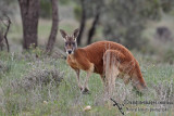 Red Kangaroo 1090.jpg