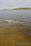 Indo-pacific Humpback Dolphin 7069.jpg