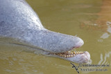 Indo-pacific Humpback Dolphin 7127.jpg