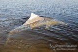 Indo-pacific Humpback Dolphin 6875.jpg