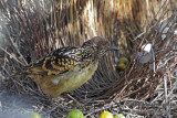 Western Bowerbird 5969.jpg