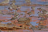 Semipalmated Plover a3955.jpg