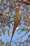 Princess Parrot 1910.jpg