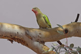 Princess Parrot 1952.jpg