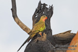 Princess Parrot 2614.jpg