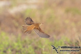 Oriental Reed Warbler 2727.jpg