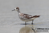 Red-necked Phalarope 6839.jpg