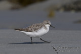 Red-necked Stint K1183.jpg