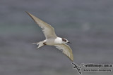 Arctic Tern 9150.jpg