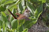 Tiger Shrike 9787.jpg