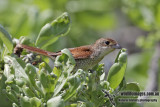 Tiger Shrike 9816.jpg