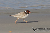 Hooded Plover 4046.jpg