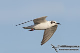 White-winged Black Tern 1873.jpg