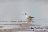 Red-necked Phalarope 5676.jpg