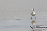 Red-necked Phalarope 6007.jpg