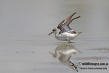 Red-necked Phalarope 6396.jpg