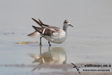 Red-necked Phalarope 6687.jpg