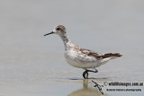 Red-necked Phalarope 6827.jpg