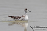 Red-necked Phalarope 6866.jpg