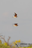 Oriental Pratincole 7591.jpg
