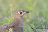 Oriental Pratincole 8838.jpg