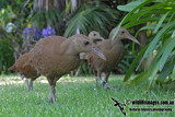 Lord Howe Woodhen 1012.jpg