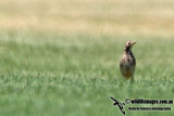 Red-throated Pipit a4496.jpg