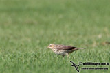 Red-throated Pipit a4596.jpg