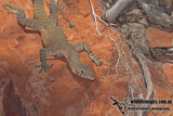 Varanus glebopalma a2167.jpg