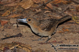 Black Butcherbird a6456.jpg