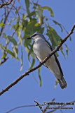 White-bellied Cuckoo-shrike a3406.jpg