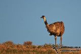 Emu, Cassowary and Ostrich