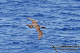 Masked Booby 3821.jpg