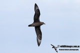 Kermadec Petrel 5261.jpg