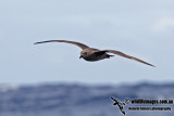 Kermadec Petrel 5818.jpg