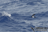 White-bellied Storm-Petrel 9406.jpg