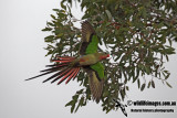 Princess Parrot 2885.jpg