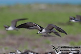 Sooty Tern 8265.jpg