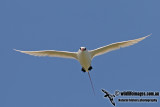 Red-tailed Tropicbird 9651.jpg